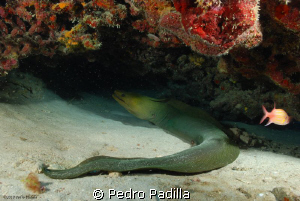 Green Moray in his Cave. Dive Site: Andrea's Guánica Puer... by Pedro Padilla 